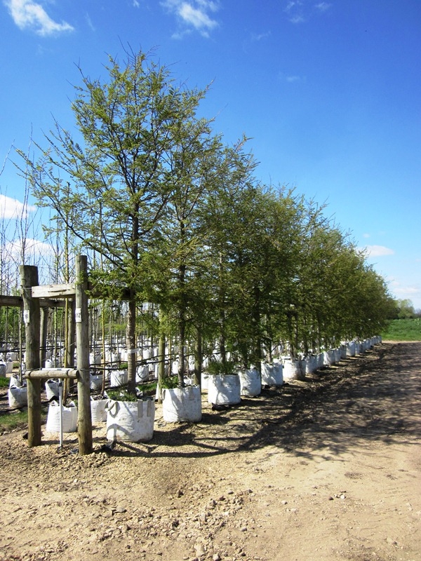 semi mature Nothofagus antarctica