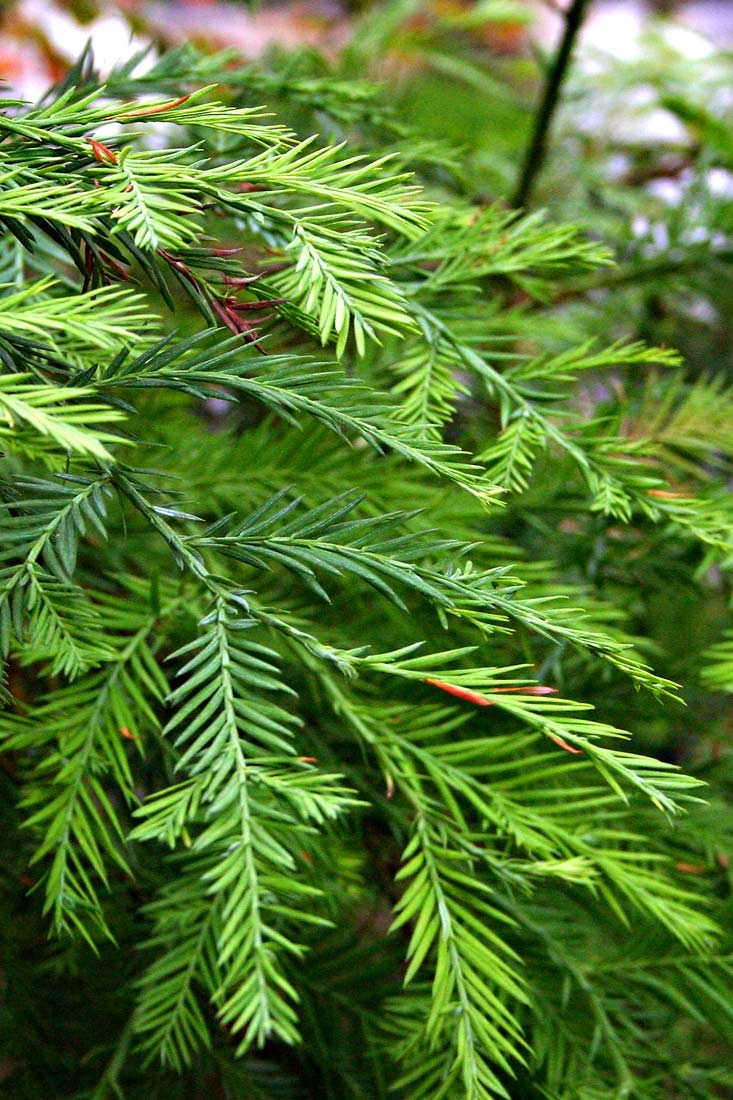 foliage of Sequoia sempervirens in detail