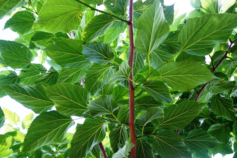 Morus alba Fruitless foliage