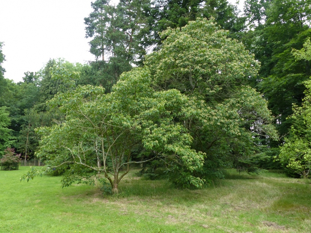 Mature  Clerodendrum trichotomum at Westonbirt arboretum