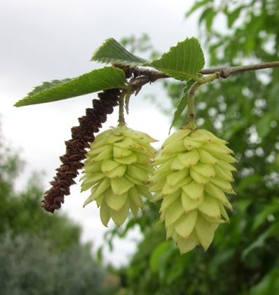 catkin and flower of Ostrya carpinifolia