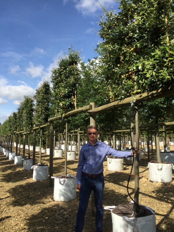 Quercus ilex Pleached