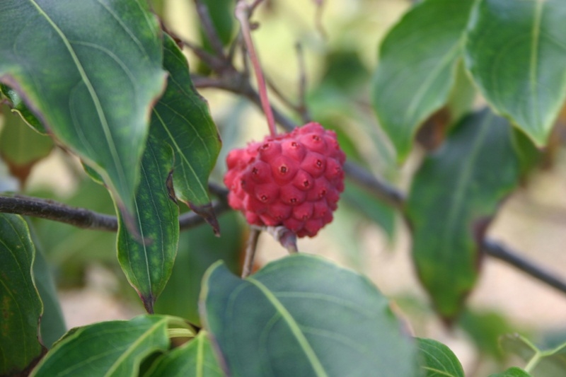the fruits of Cornus kousa China Girl