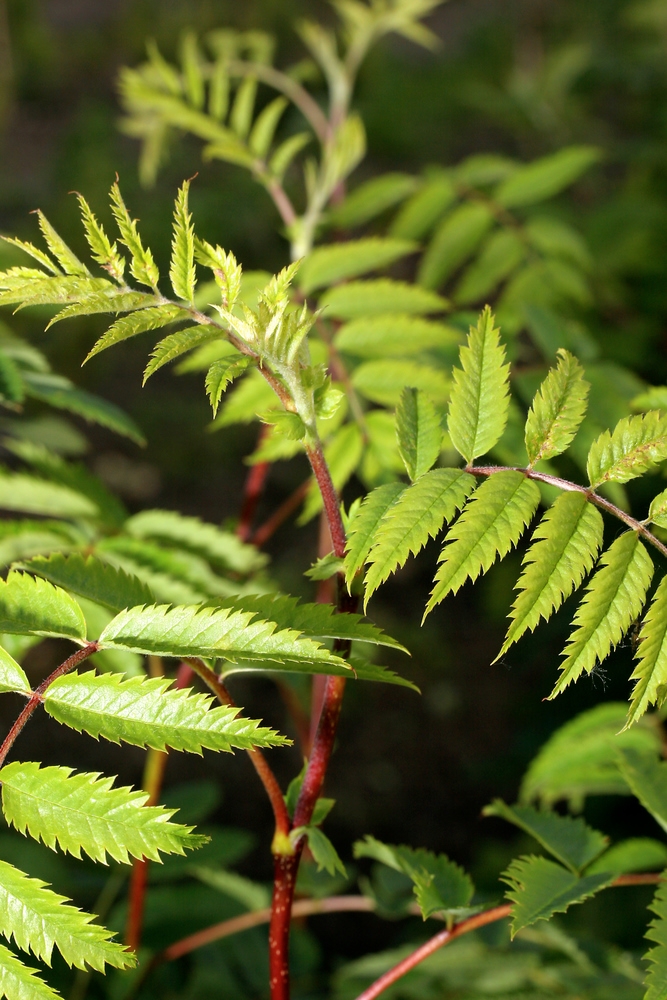 foliage of Sorbus aucuparia