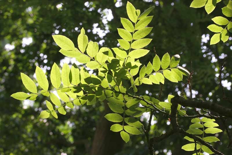 the flowers of Sophora japonica