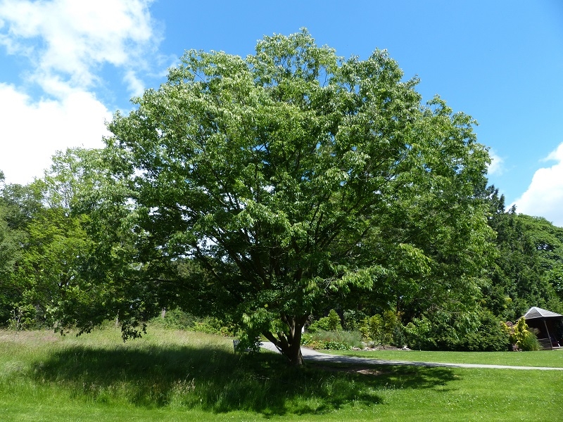 Mature Zelkova serrata