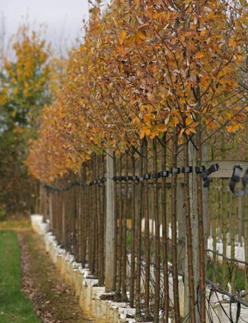 Sorbus aria Lutescens in autumn