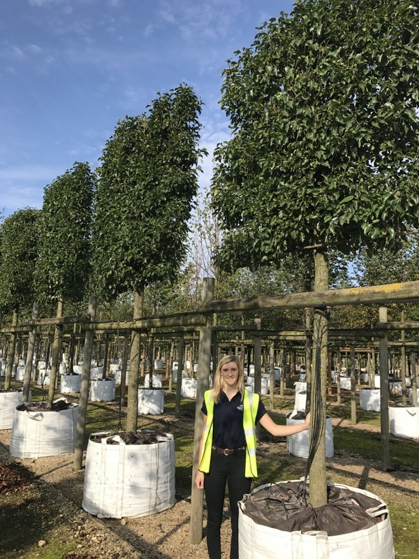 Pyrus calleryana Chanticleer to scale