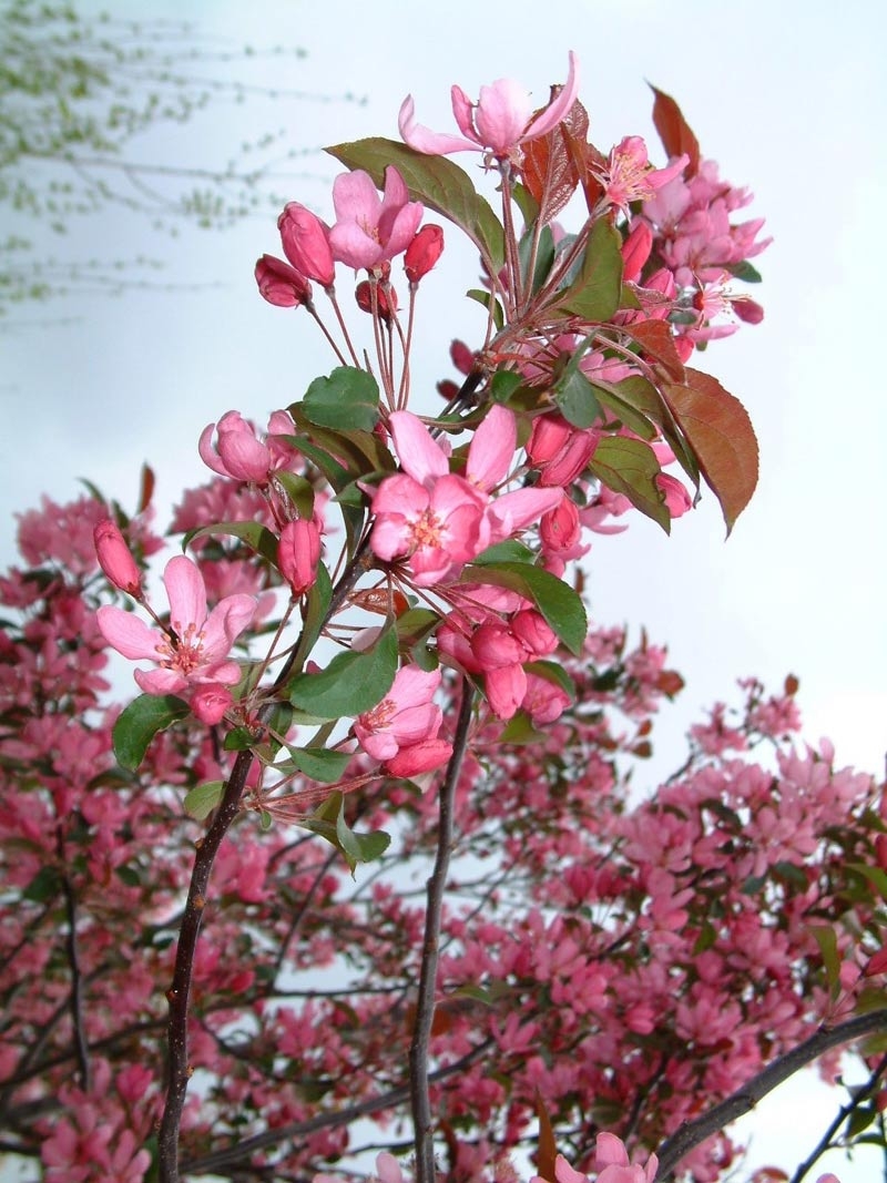 the pink flowers of Malus Mokum
