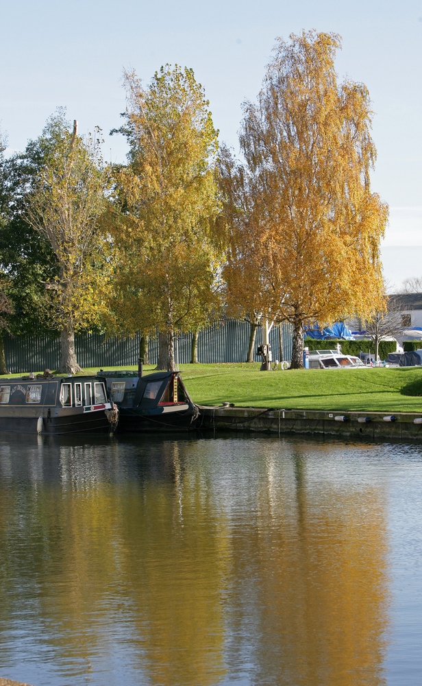 mature Betula pendula