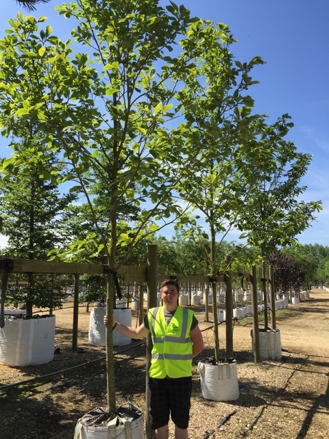 Magnolia denudata Yellow River