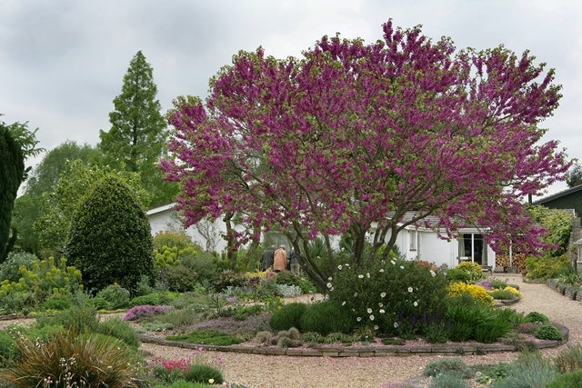 Mature Cercis siliquastrum multi stem