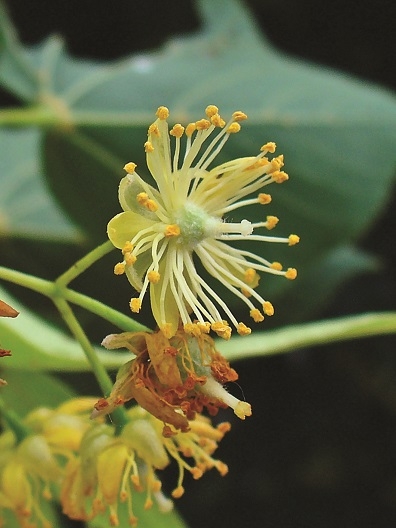 The flower of Tilia x euchlora