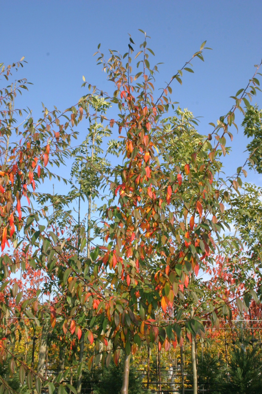 autumn foliage of Cotoneaster Cornubia