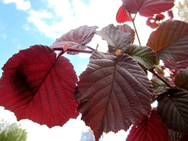 purple foliage of Corylus avellana Zellernus