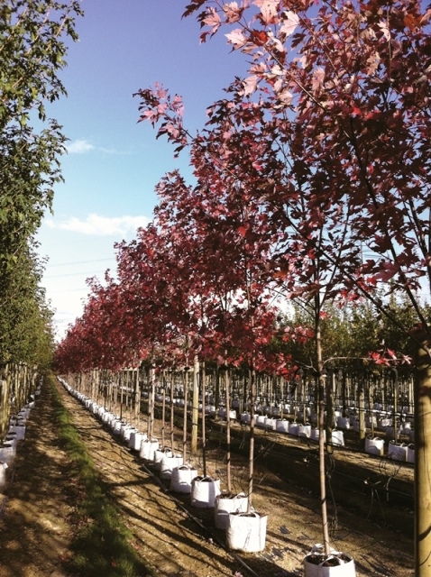 Acer x freemanii Autumn Blaze at Barcham Trees