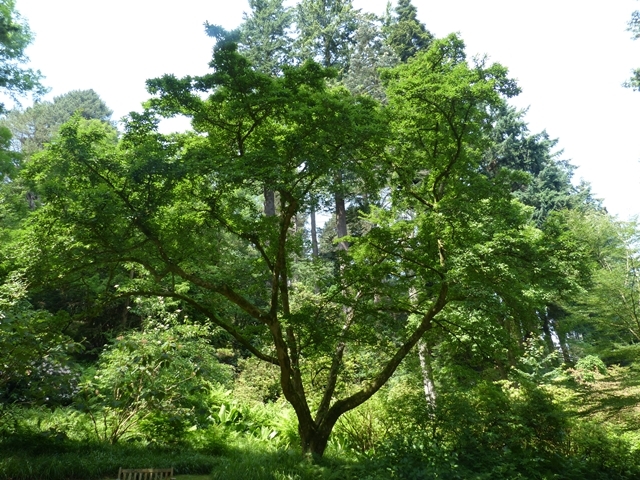 Mature Magnolia kobus