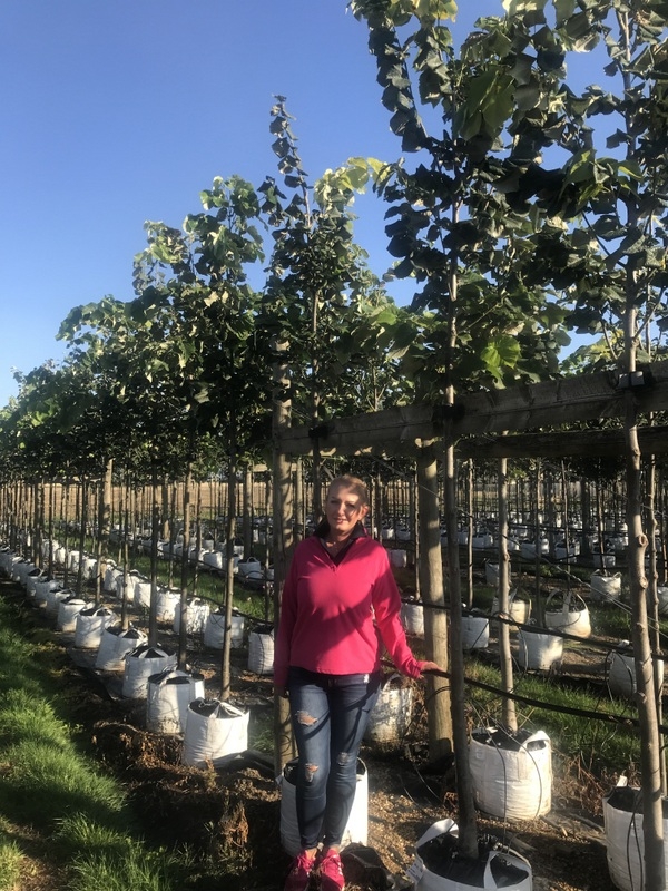 Tilia tomentosa Brabant to scale on Barcham nursery