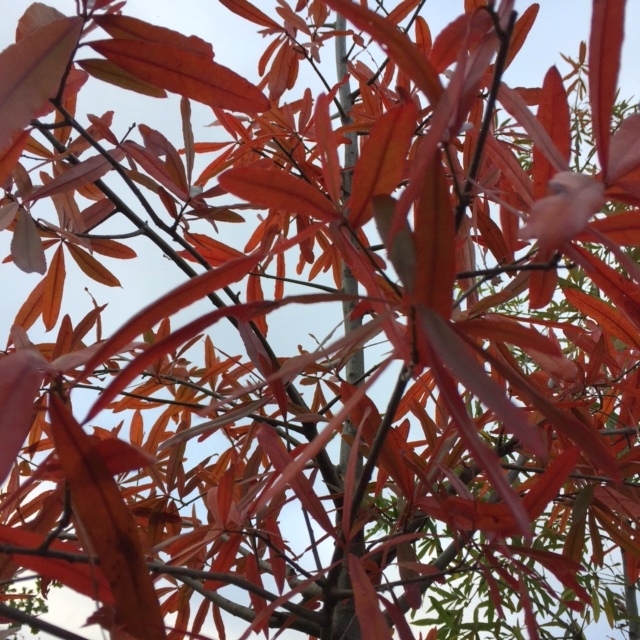 autumn foliage of Quercus phellos