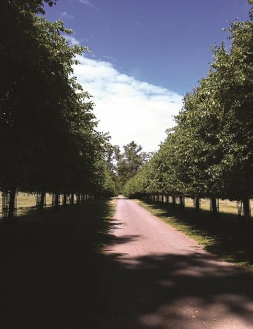 Avenue of Tilia x europaea Pallida