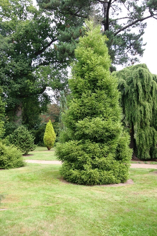 mature Cryptomeria japonica Elegans