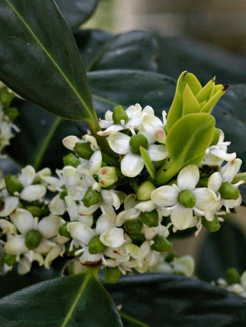 The small white flower of Ilex aquifolium J C Van Tol