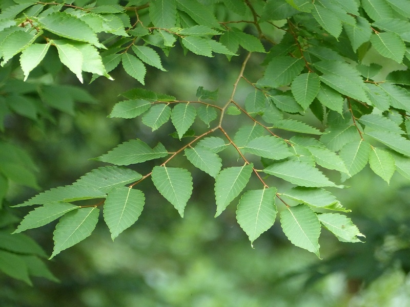 The foliage of Zelkova serata