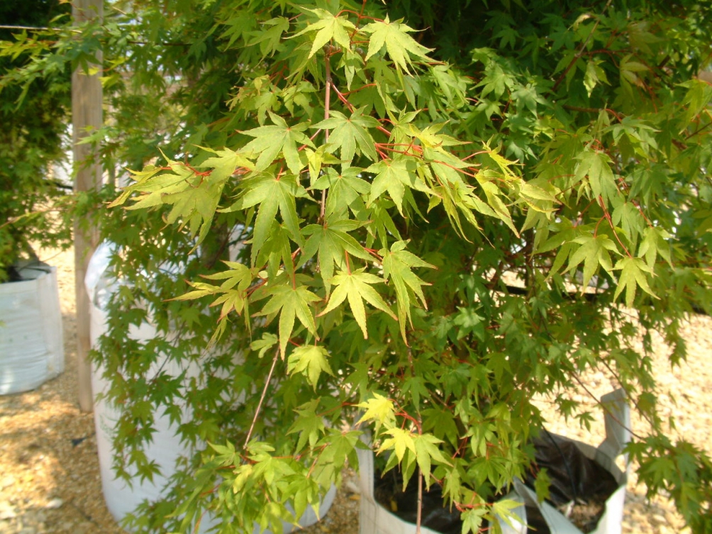 Acer palmatum Osakazuki multi-stem leaf