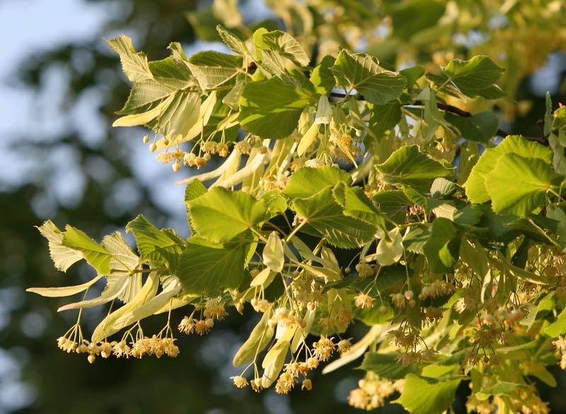 Tilia x europaea foliage