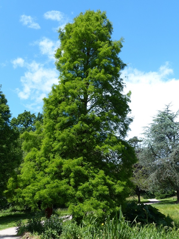 Mature Taxodium distichum in summer