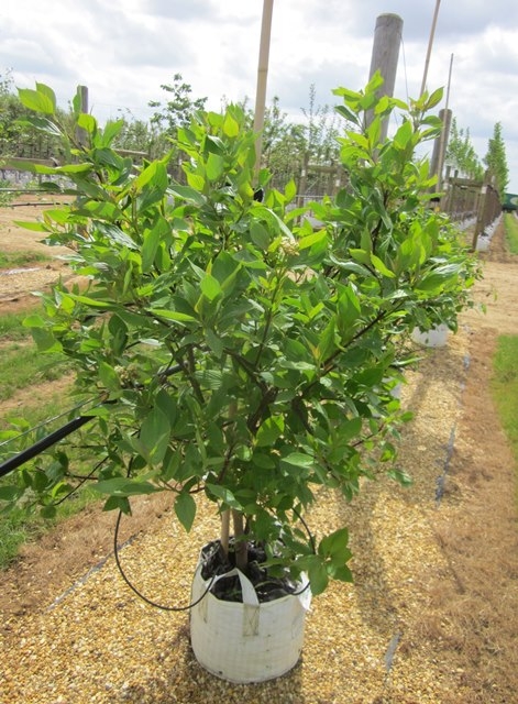 Cornus alba Sibirica