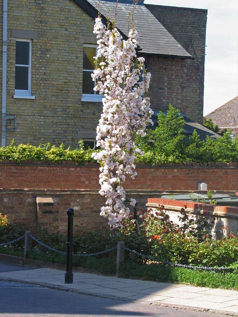 Mature Prunus Amanogawa in flower