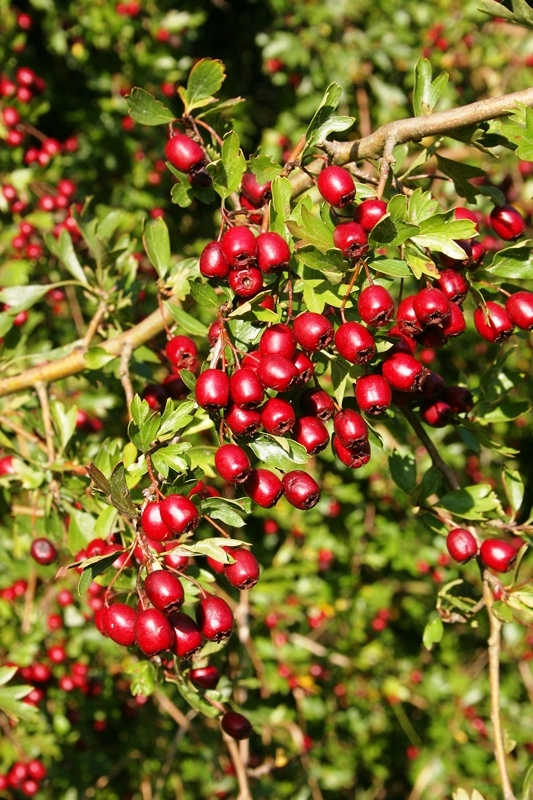 berries of Crataegus monogyna