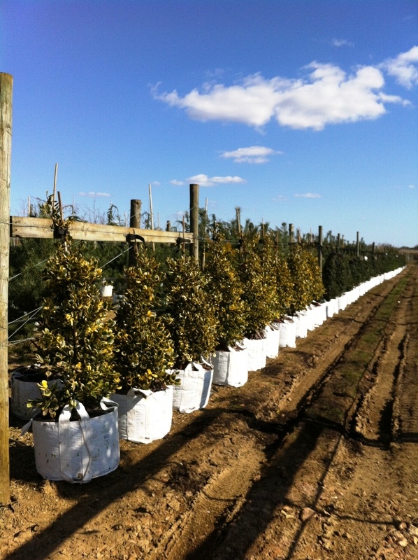 Ilex x altaclerensis Golden King