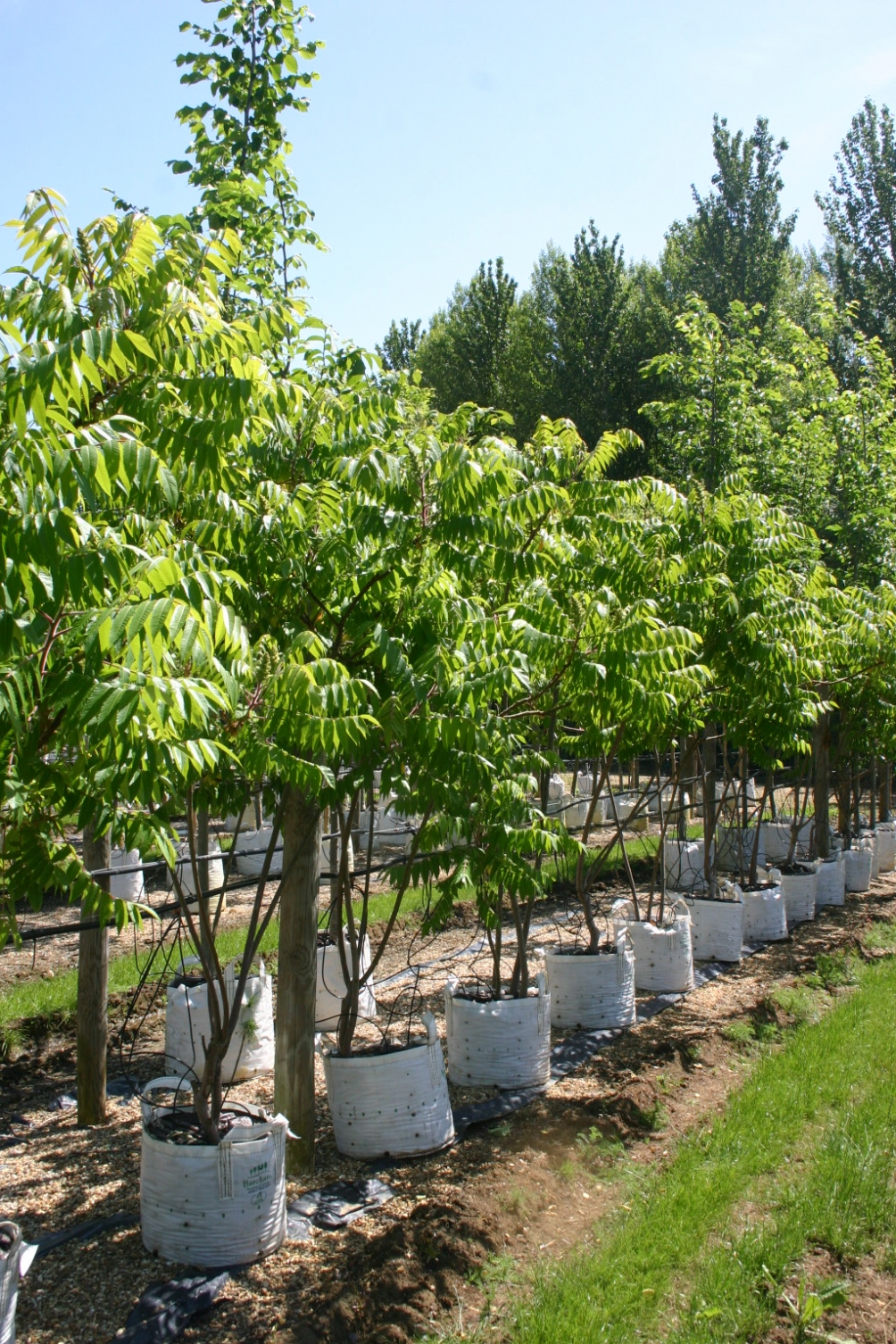Rhus typhina in summer at barcham trees