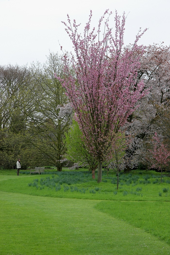 Mature Prunus sargentii Rancho