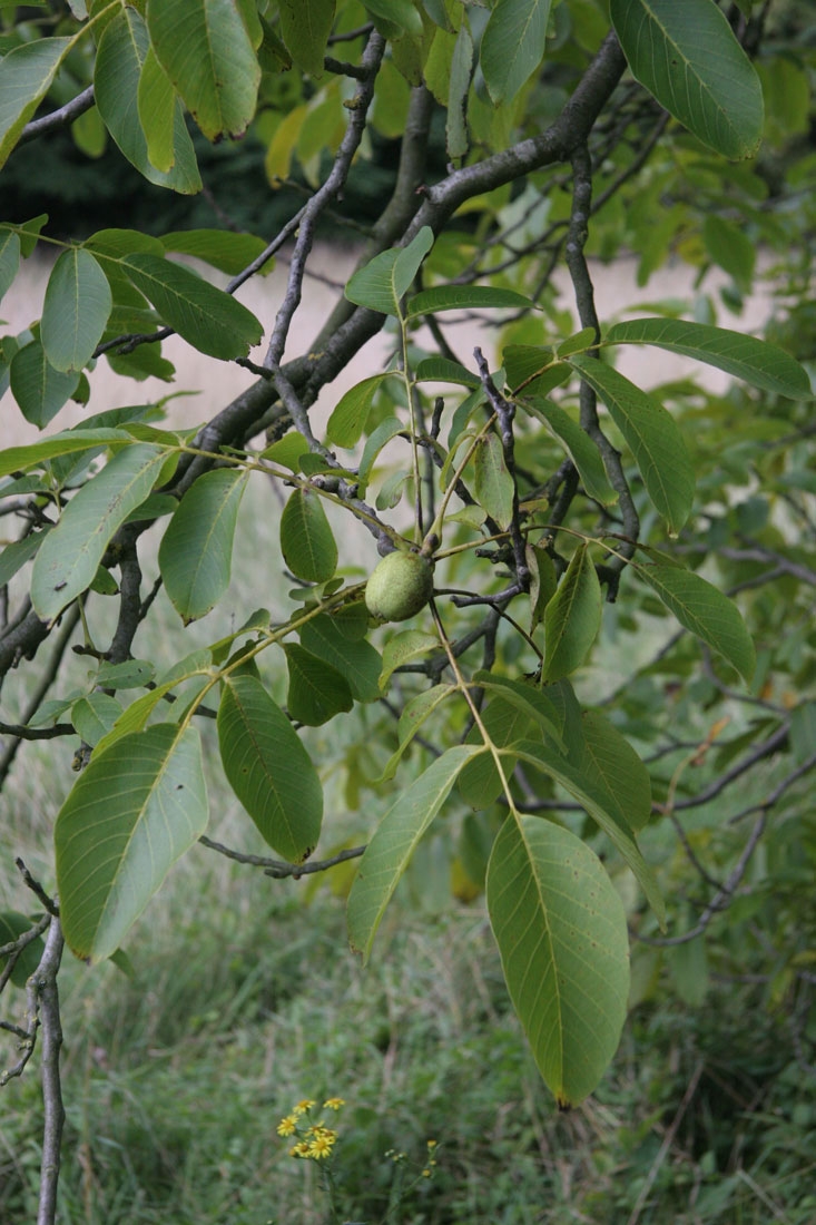 Juglans regia foliage