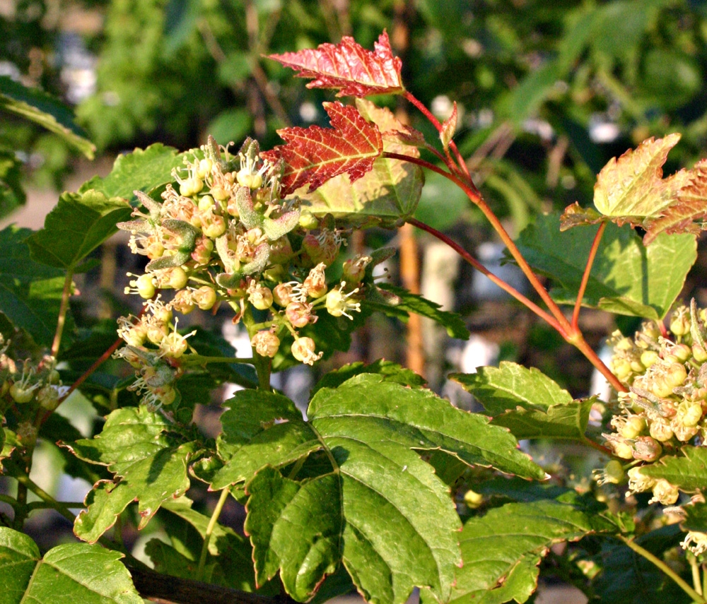 Acer ginnala flower