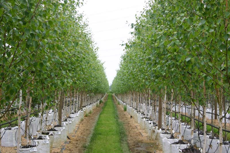 Betula utilis Jacquemontii