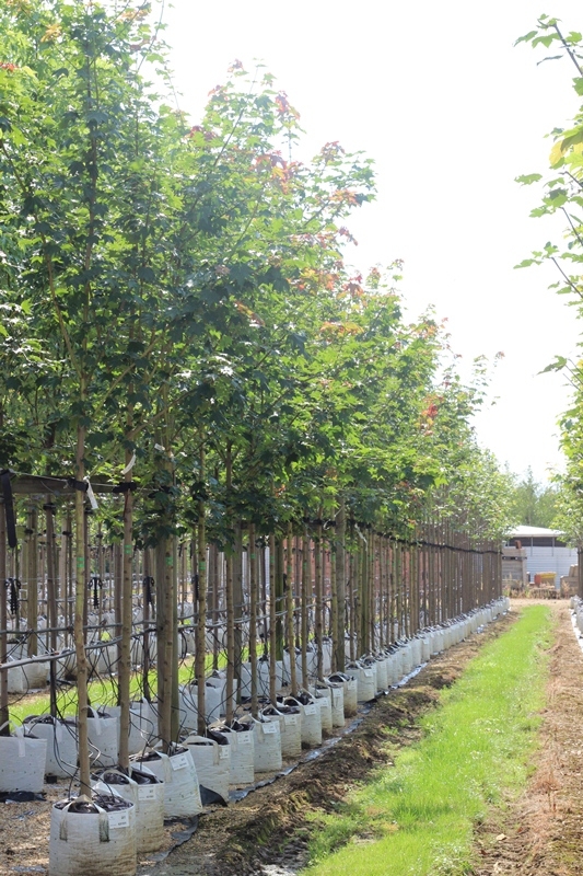 Acer cappadocicum Rubrum at barcham trees