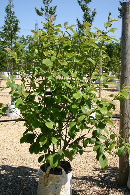 single specimen of Magnolia Star Wars multi-stem