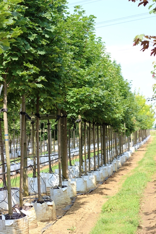 Acer platanoides Cleveland at barcham trees
