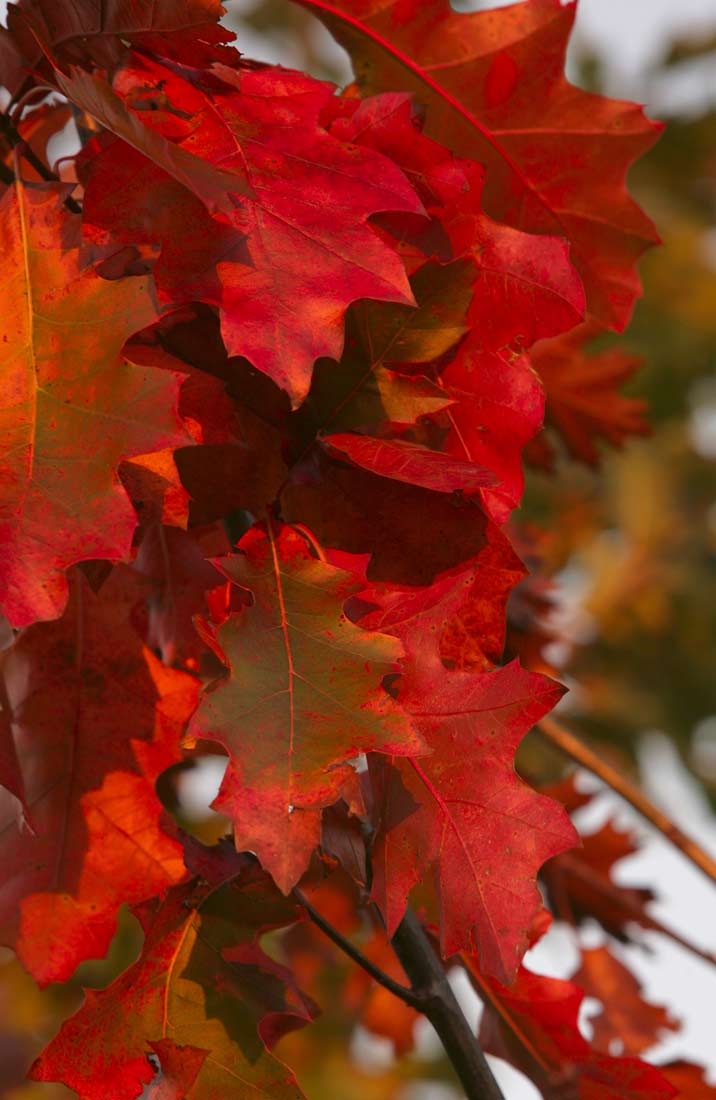 autumn foliage of Quercus rubra
