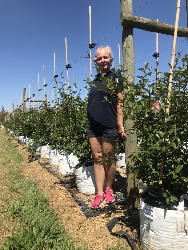 Camellia sasanqua Cleopatra at Barcham Trees