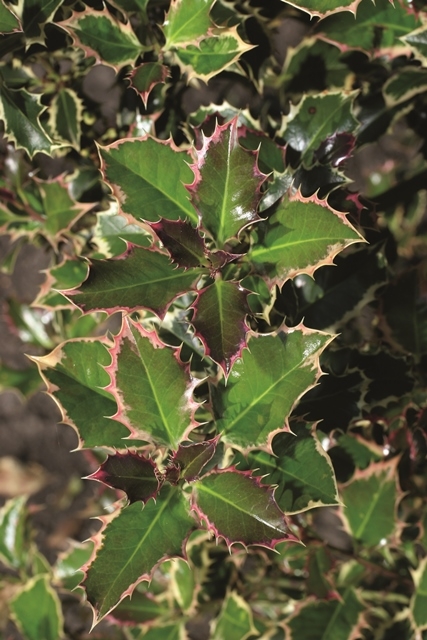 the foliag of Ilex aquifolium Argentea Marginata