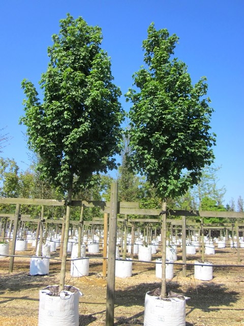 Acer campestre Arends at barcham trees