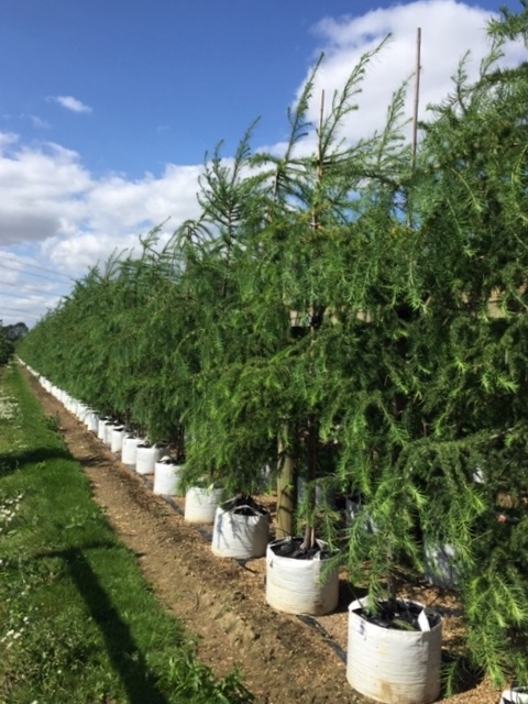 Larix eurolepis at barcham trees