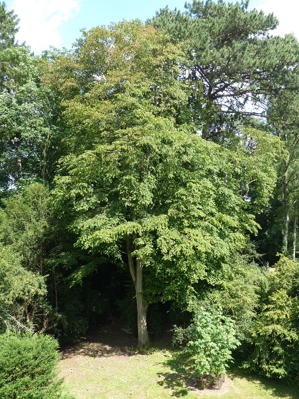 Mature Carpnus betulus at westonbirt arboretum