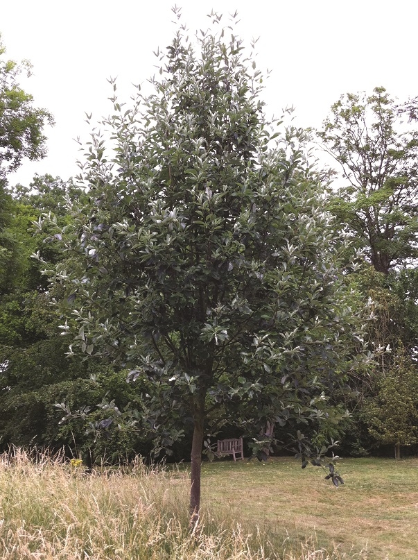 Mature  Sorbus aria Magnifica