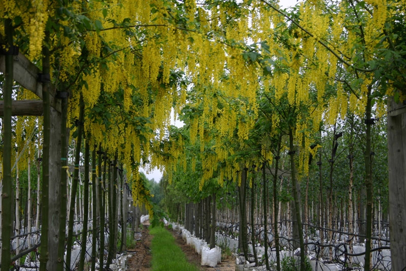 row shot of Laburnum × watereri 'Vossii' at barcham trees